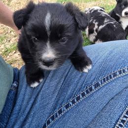 Saleena - Black & white female Miniature Australian Shepherd puppy in Leonard, Texas from Tin Roof Aussies