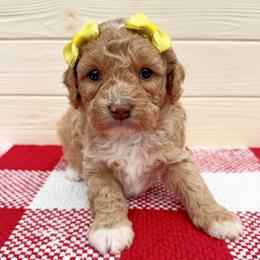 Nirvana - Apricot female Australian Labradoodle puppy in Harrisonville, Missouri from Blessed Day Doodles