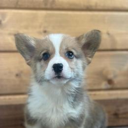 Blaze - Red male Pembroke Welsh Corgi puppy in Adairsville, Georgia from Ingram's Corgis