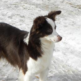 Abbie - Miniature Australian Shepherd
