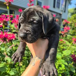 Cabernet - Black female Great Dane puppy in Monroe County, Pennsylvania from Poke-A-Nose Danes