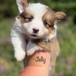 Jelly - Red female Pembroke Welsh Corgi puppy in Montague, California from Shasta Valley Pembrokes