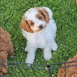 Charlie - Blenheim male Cavapoo puppy in Blackfoot, Idaho from Rocky Desert Goldens and Cavaliers