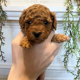 Cavalier King Charles Spaniel, Cavapoo, and Goldendoodle Puppies from Simply Sweet Paws. LLC