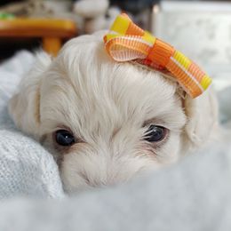 Korean Taiyang - White male Maltipoo puppy in Barren Springs, Virginia from Seeking Shalom Acres Maltese, Maltipoos & Havamalts