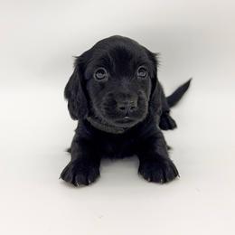 Cosmo (solid black) - Black male Dachshund puppy in Waddell, Arizona from Neu Doxies