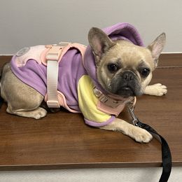 Chanel - French Bulldog