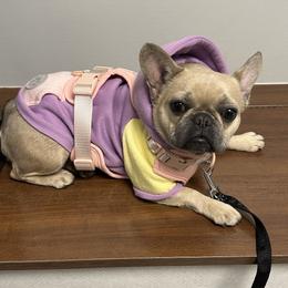 Chanel - French Bulldog