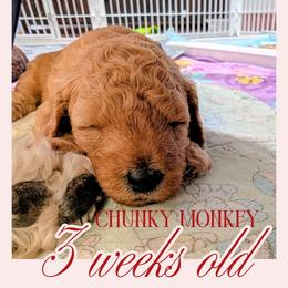 Chunky Monkey - Cream male Goldendoodle puppy in Flagstaff, Arizona from Pat's Poodle Pups & Moore
