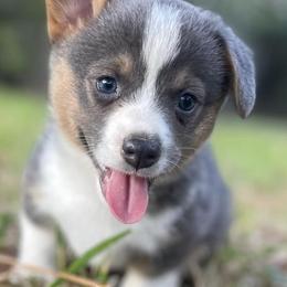American Corgis and Pembroke Welsh Corgis from Shining J Corgis