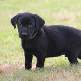 Boy gray collar - Black male Labrador Retriever puppy in Four Oaks, North Carolina from TLC Retrievers