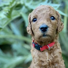Phillip - Red - Poodle puppy in Sacramento, California from Creme de la Creme Standard Poodles