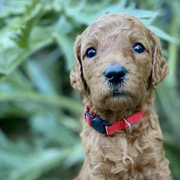 Phillip - Red - Poodle puppy in Sacramento, California from Creme de la Creme Standard Poodles