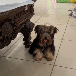 Kiki - Yorkshire Terrier