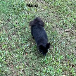 Spicy - Pomeranian