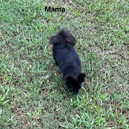 Spicy - Pomeranian