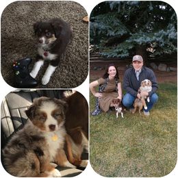 Miniature Australian Shepherd Puppies from Strawberry Mountain Mini Aussies