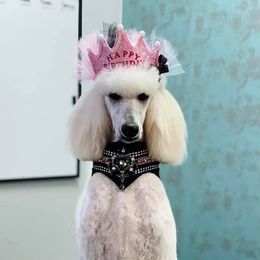 Poodle Puppies from Ocala Standard Poodles