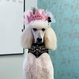 Poodle Puppies from Ocala Standard Poodles