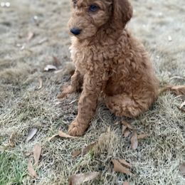 Goldendoodle Puppies from Golden Cuddle Pups
