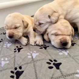Sweet boy 3 - Yellow male Labrador Retriever puppy in Ranchita, California from Pacific Crest Labradors