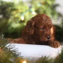 Millie - Red  female Goldendoodle puppy in Stevens, Pennsylvania from Pebble Paws Lane