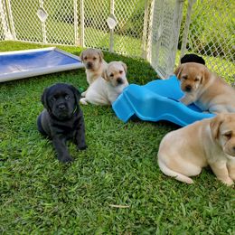 Labrador Retriever Puppies from Lochinvar Labradors