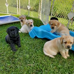 Labrador Retriever Puppies from Lochinvar Labradors