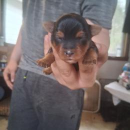 Heavenly - Black and tan female Yorkshire Terrier puppy in Jacksonville, Arkansas from Royal Yorkie Terrier