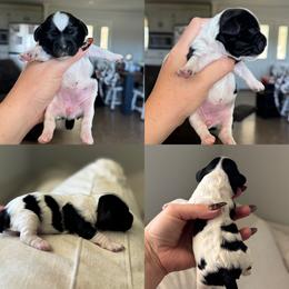 Marlow - Black and white female Cockapoo puppy in Lafayette, Louisiana from Kinkade Kennels
