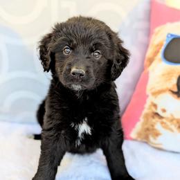 Eloise (Pink collar) - Black and white female Aussiedoodle puppy in Coulee City, Washington from Mr and Mrs Doodle Farm