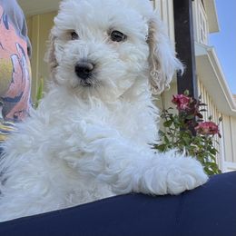 Girl 4 - Parti Goldendoodle puppy in Minersville, Utah from Legend Pups