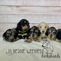 Dachshunds from Lil Beanie Weenies Dachshunds