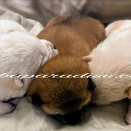 Shiba Inu puppies from Shiba Paradise