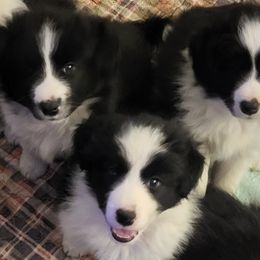 Border Collie Puppies from BMW Border Collies