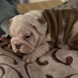 Female 2 - Fawn Bulldog puppy in Alexandria, Virginia from Stacey D’s Bulldogs