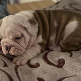 Female 2 - Fawn Bulldog puppy in Alexandria, Virginia from Stacey D’s Bulldogs