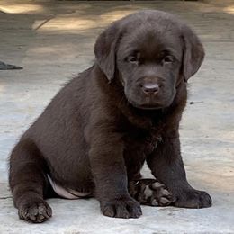 Labrador Retriever Puppies from River Rat Retrievers