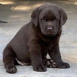 Labrador Retriever Puppies from River Rat Retrievers