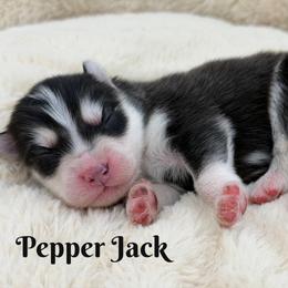 Pepper Jack - Black and white male Pomsky puppy in Eastman, Georgia from Once Upon A Pomsky