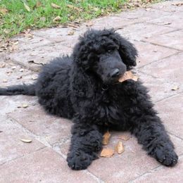 Poodle All Grown Up from Purely Haus Standards