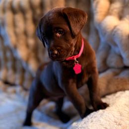 Aria - Chocolate female Labrador Retriever puppy in Sweet Home, Oregon from Knotty Creek Labradors