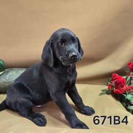 Boy 4 - Black male Labrador Retriever puppy in Potosi, Wisconsin from Point and Flush Gun Dogs