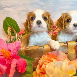 Cavalier King Charles Spaniel Puppies from Faybelle's Cavaliers