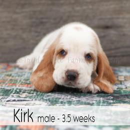 Kirk - Red and white male Basset Hound puppy in Jefferson City, Missouri from Triple Hill Farm