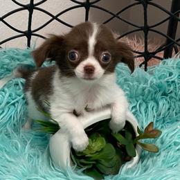 Paris - Chihuahua