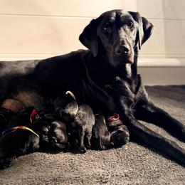 Girl 3 - Black female Labrador Retriever puppy in Sumerduck, Virginia from Cedar Mountain Retrievers