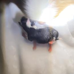 Monroe - Black and white female Chihuahua puppy in Red Bluff, California from Aye Chihuahua