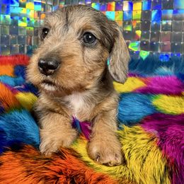 PHOENIX - Dapple female Dachshund puppy in Mc Neil, Arkansas from Shining A Lowriders & Co.