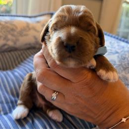 Tanner - Red male Australian Labradoodle puppy in Summerfield, North Carolina from Four Oaks Labradoodles